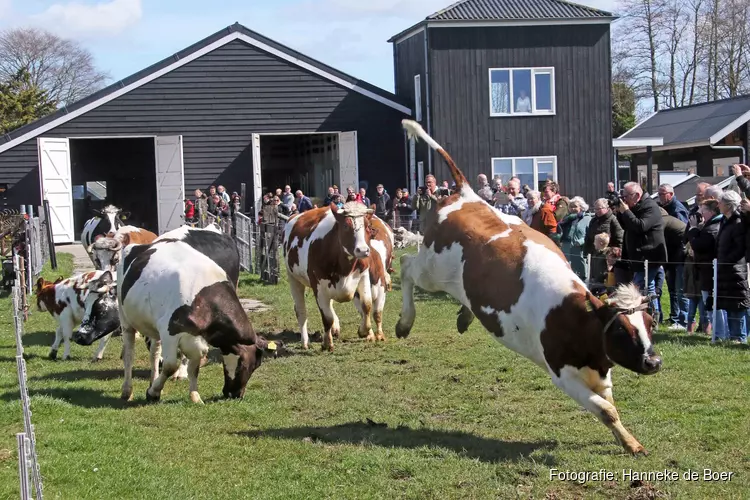 Opening seizoen Rundveemuseum op 16 april met weidegang