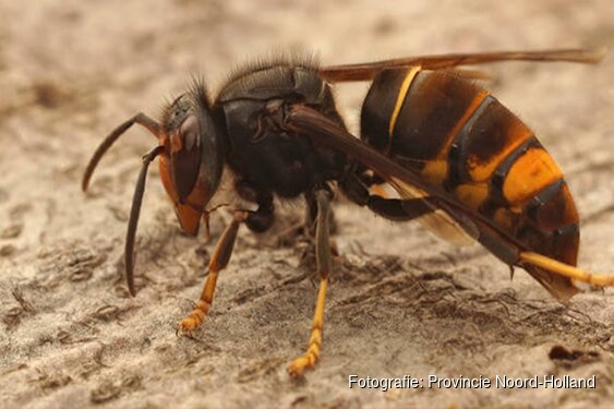 Provincie verwijdert nesten van Aziatische hoornaar nog 2 jaar