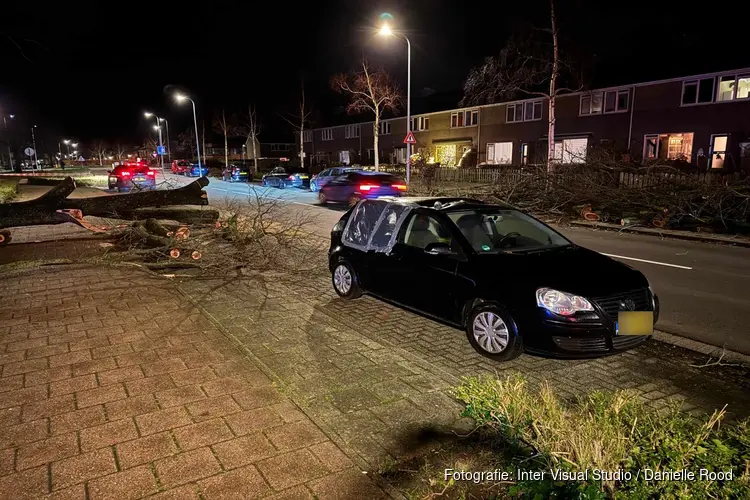 Boom op auto op Randweg in Medemblik