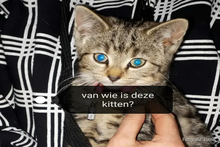 Kittens aangetroffen in berm: getuigen gezocht