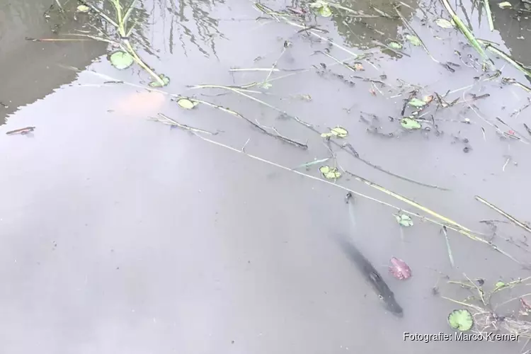 Woede over maaibeleid sloten in Medemblik: "De honden lusten er geen brood van"