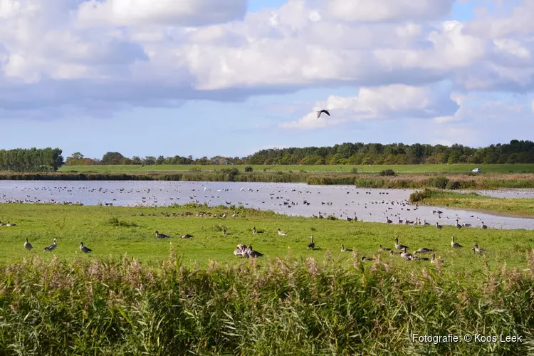 Zaterdag 7 augustus Vogelkijkdag Waterberging Twisk